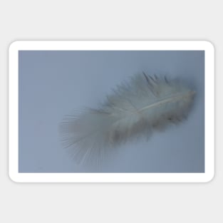 Feather Sticker